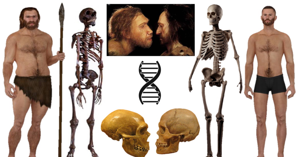 Homo neanderthalensis (a sinistra) e Homo sapiens (a destra) a confronto. Homo neanderthalensis (a sinistra) e Homo sapiens (a destra) a confronto.