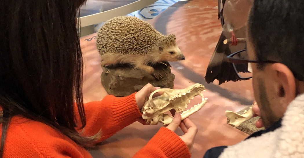 F@Mu 2021 - Sogni …. Bestiali! F@Mu 2021 - Sogni …. Bestiali!