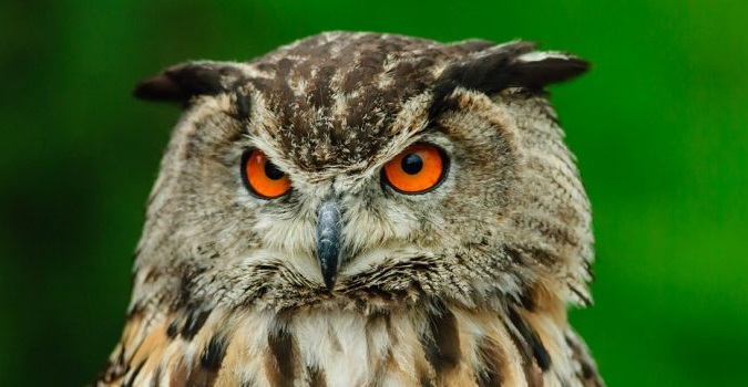 Scienza divertente: "Gufi, civette... e rapaci notturni" Scienza divertente: "Gufi, civette... e rapaci notturni"